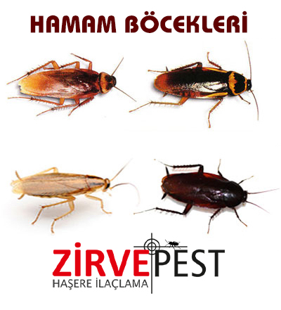 Hamam Böceği İlaçlama firması