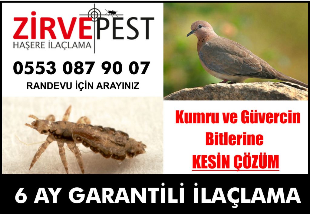 Kuş Biti nasıl ilaçlanır