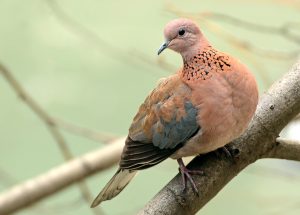 Kuş Biti İlaçlama firması