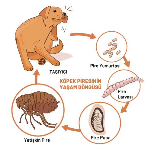 Pire İlaçlama firması