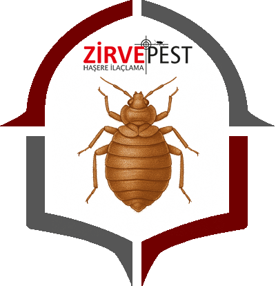 Tahta Kurusu İlaçlama